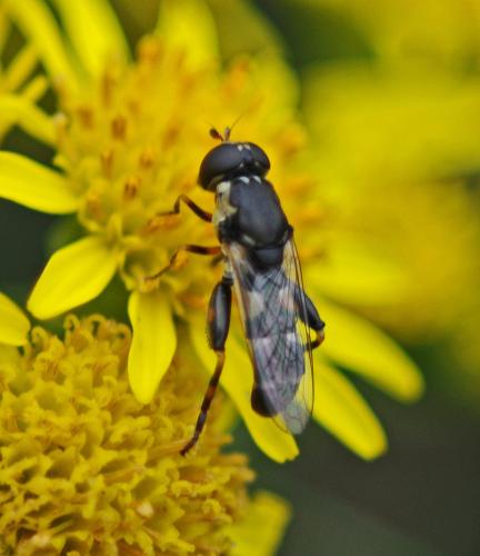 Réf. 315 555 : Syritta pipiens